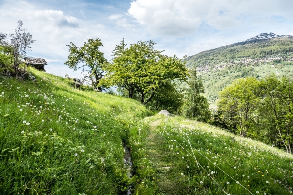 R78: Mayoux - St-Jean - Grimentz (par le bisse de St-Jean)