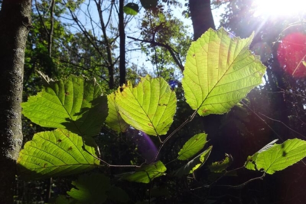 Sentier Forestier du Bochets