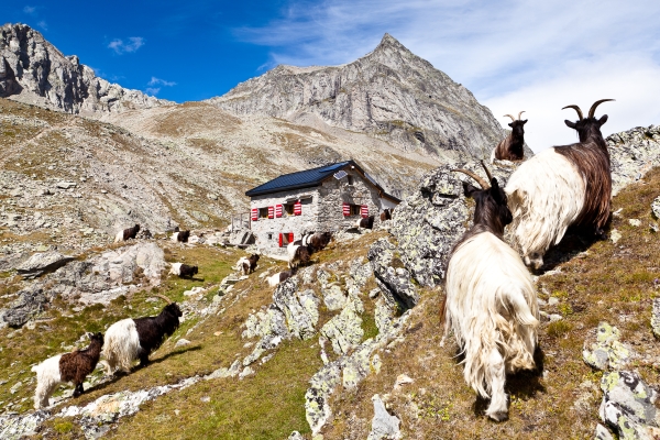 Wiwannihütte