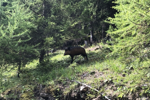 Sentier de la chasse