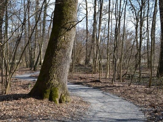 Der Waldweg von Bochets