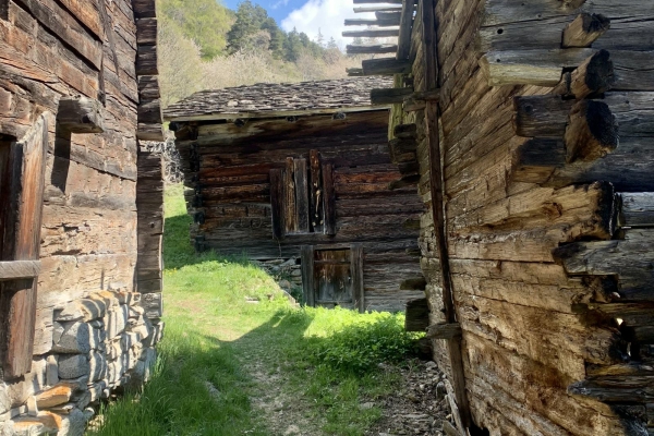 Frühlingserwachen an der Südrampe