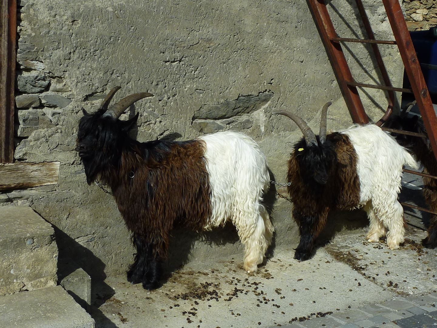 Des chèvres au cou noir