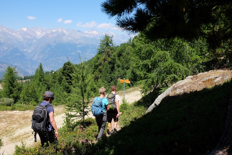 Descente à l'ombre des mélèzes et des aroles