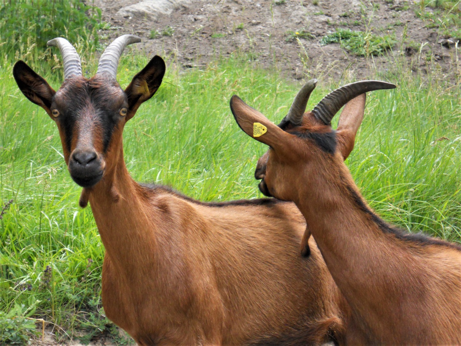 Chèvres Ossona © Valrando