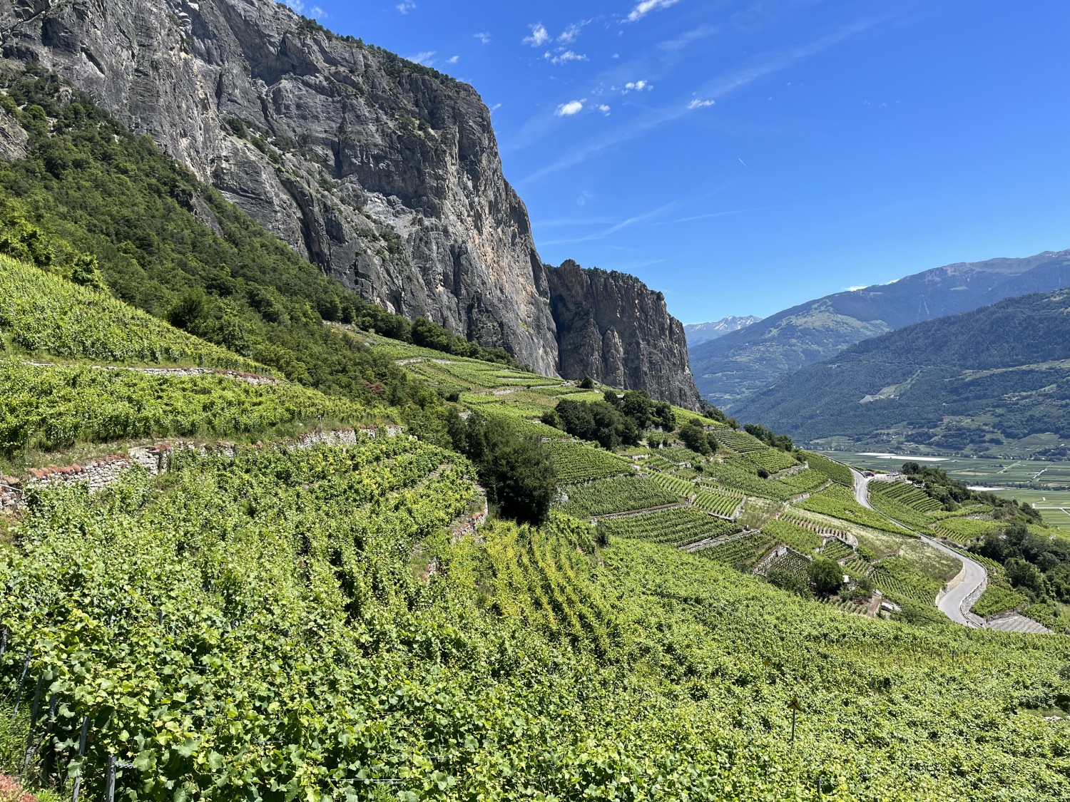 Vignoble en terrasse / Weinbergterrasse