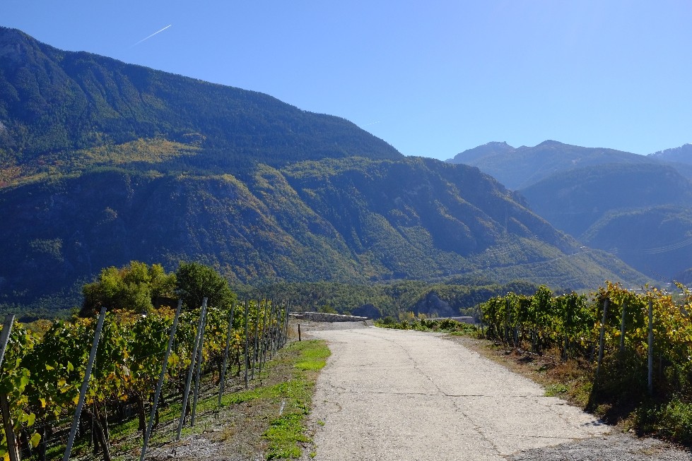 Il y a quelques jours, les vignes étaient encore vertes